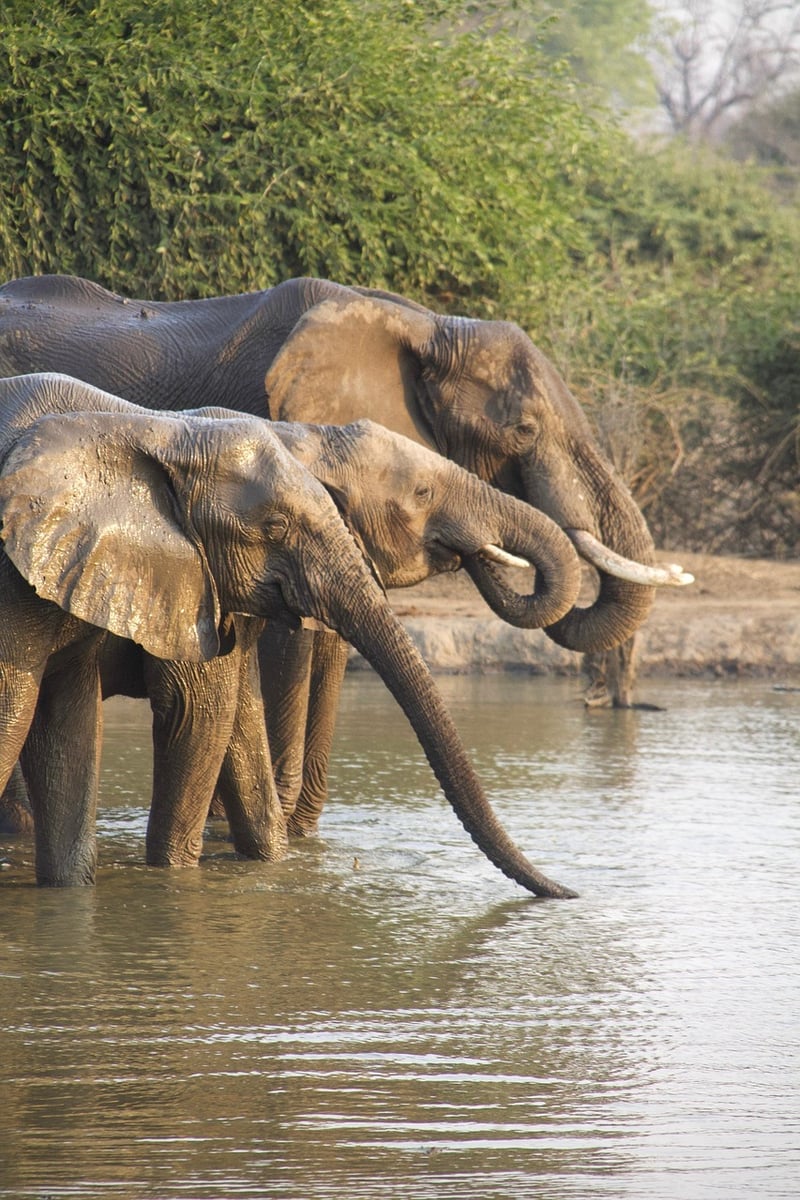 Apocalyptic Safaris